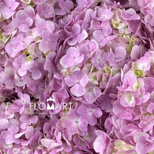 Hydrangea Light Pink - Image 2