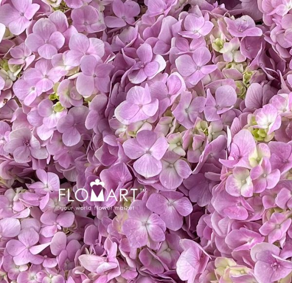 Hydrangea Light Pink