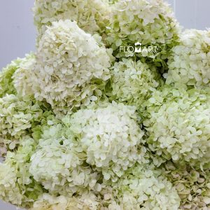 Hydrangea Limelight