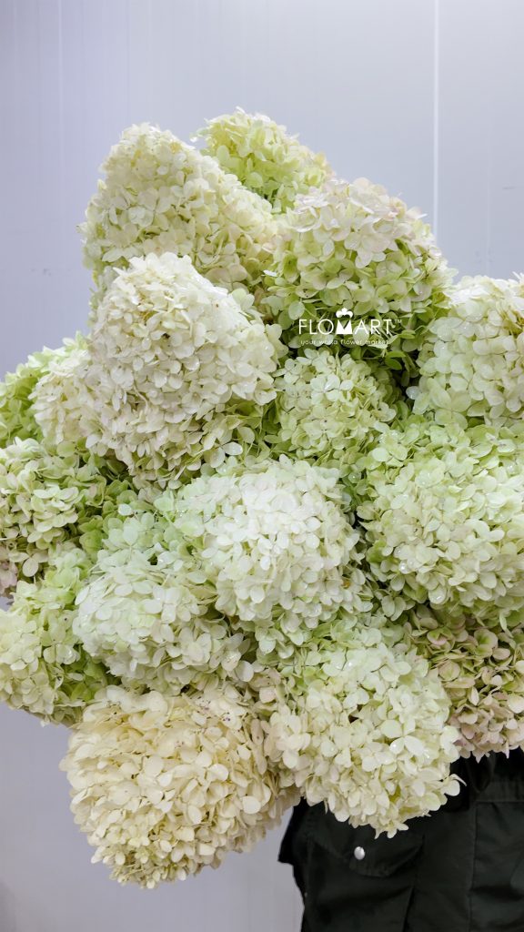 Hydrangea Limelight