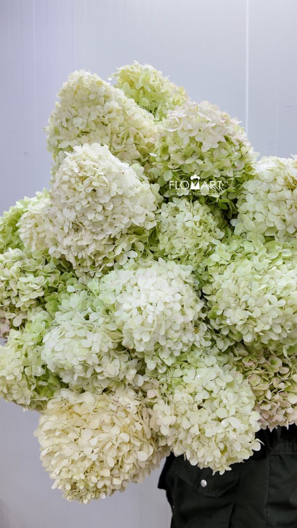 Hydrangea Limelight Hydrangea Limelight