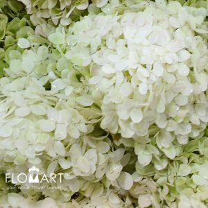 Hydrangea Limelight - Image 2