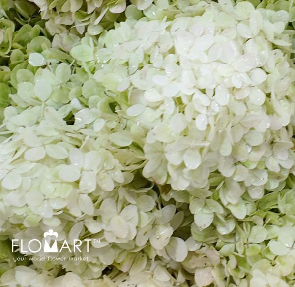 Hydrangea Limelight