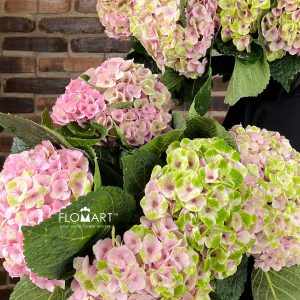 Hydrangea Magical Amethyst Classic