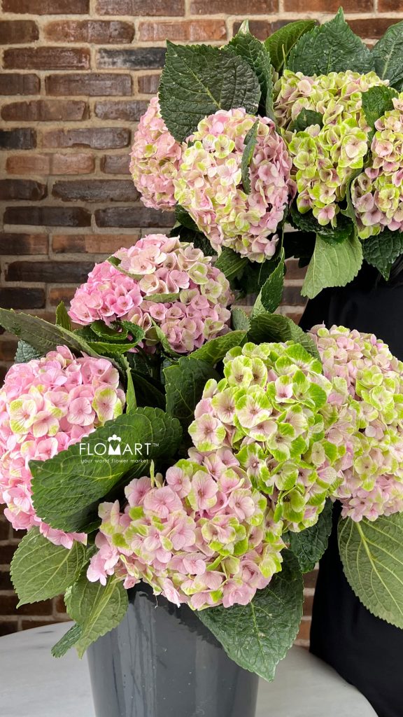 Hydrangea Magical Amethyst Classic