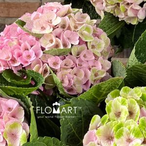 Hydrangea Magical Amethyst Classic - Image 2