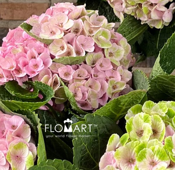Hydrangea Magical Amethyst Classic