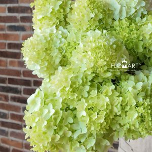 Hydrangea Magical Candle