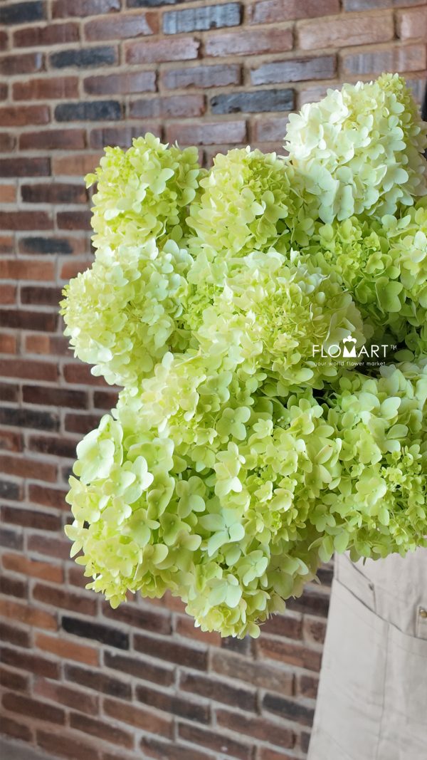 Hydrangea Magical Candle