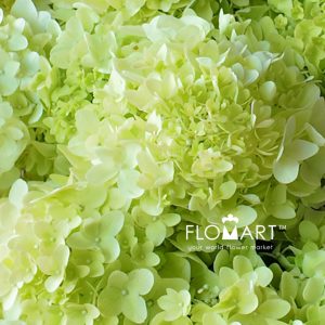 Hydrangea Magical Candle - Image 2