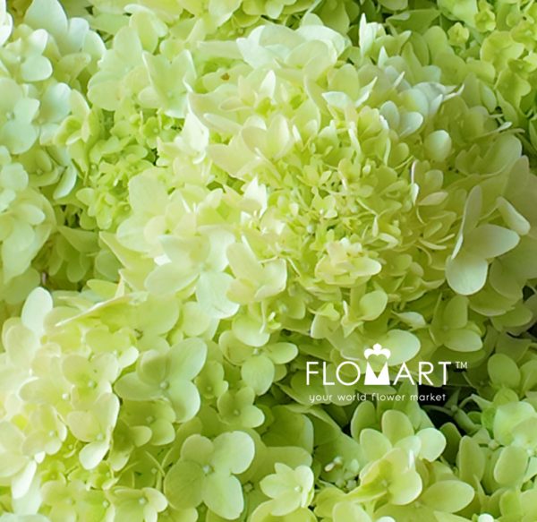 Hydrangea Magical Candle
