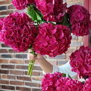 Hydrangea Magical Dark Ruby