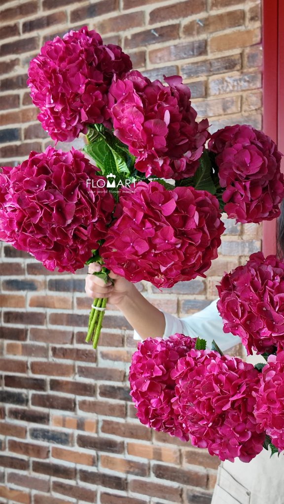Hydrangea Magical Dark Ruby
