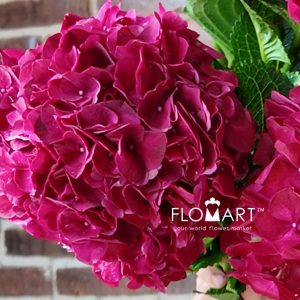 Hydrangea Magical Dark Ruby - Image 2