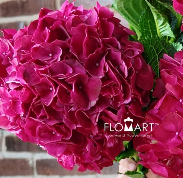 Hydrangea Magical Dark Ruby