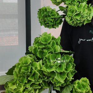 Hydrangea Magical Emerald Classic