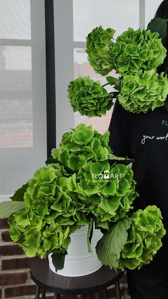 Hydrangea Magical Emerald Classic