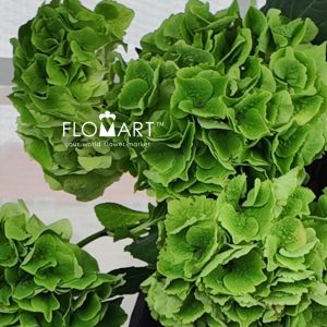 Hydrangea Magical Emerald Classic - Image 2
