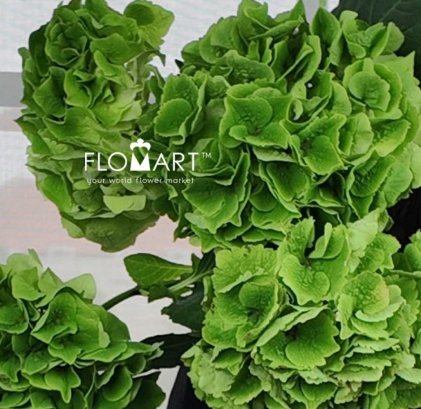Hydrangea Magical Emerald Classic