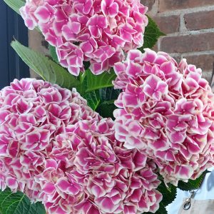 Hydrangea Magical Linn
