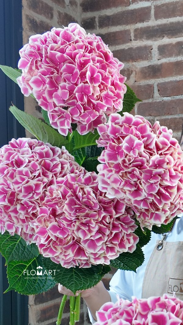 Hydrangea Magical Linn