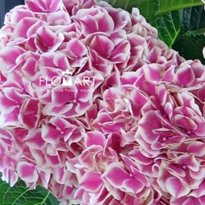 Hydrangea Magical Linn - Image 2