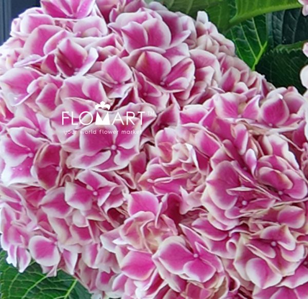 Hydrangea Magical Linn