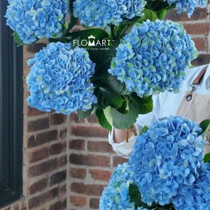 Hydrangea Magical Revolution Blue