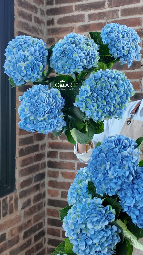 Hydrangea Magical Revolution Blue