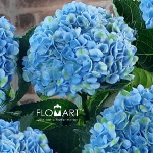 Hydrangea Magical Revolution Blue - Image 2
