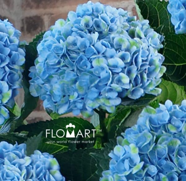 Hydrangea Magical Revolution Blue