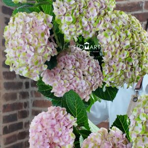 Hydrangea Magical Revolution Pink