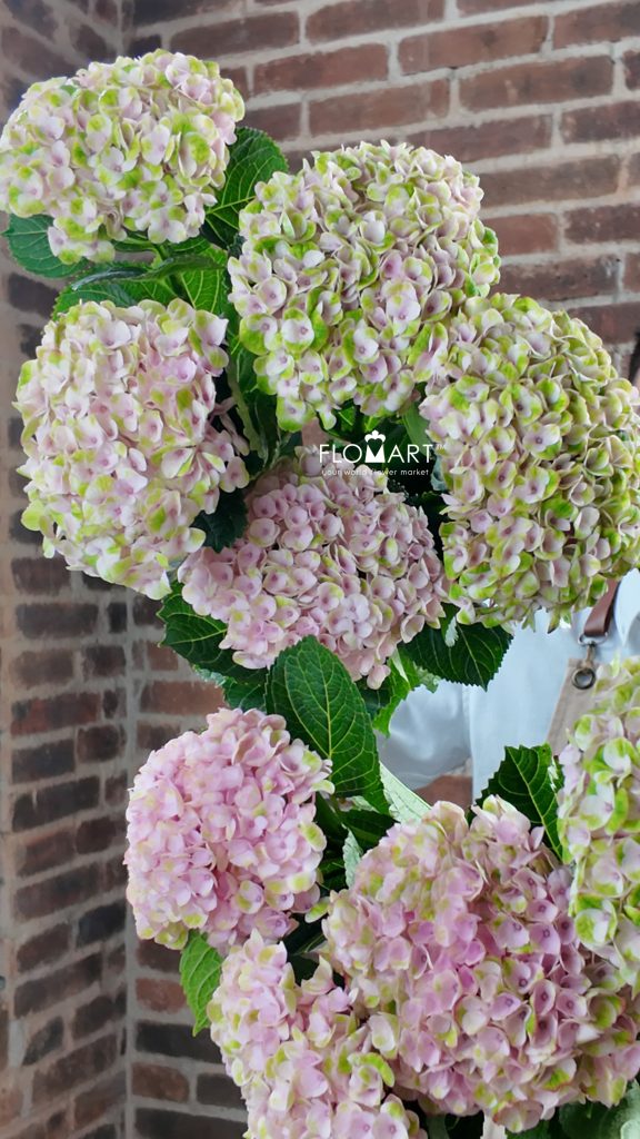 Hydrangea Magical Revolution Pink
