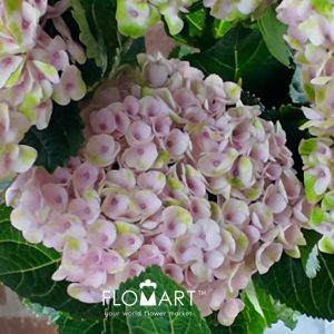 Hydrangea Magical Revolution Pink - Image 2