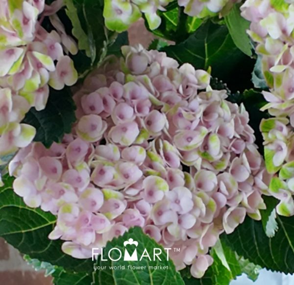 Hydrangea Magical Revolution Pink