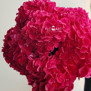 Hydrangea Magical Ruby Red