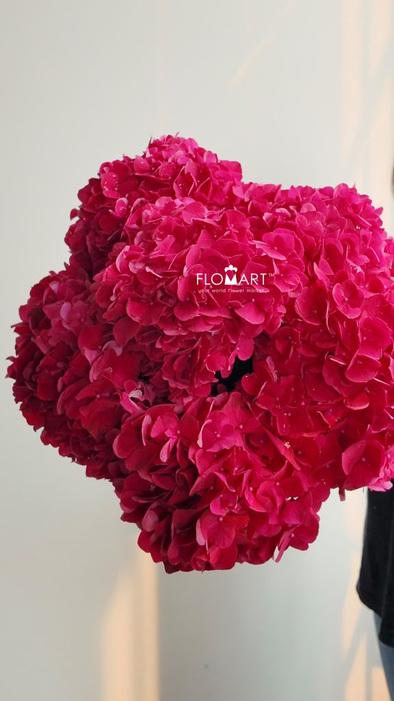 Hydrangea Magical Ruby Red