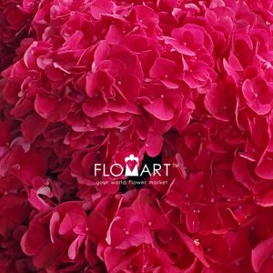 Hydrangea Magical Ruby Red - Image 2