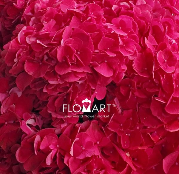 Hydrangea Magical Ruby Red