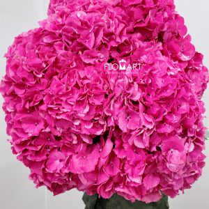 Hydrangea Masja Pink