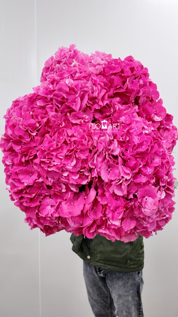 Hydrangea Masja Pink
