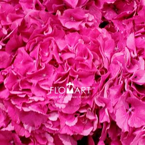 Hydrangea Masja Pink - Image 2