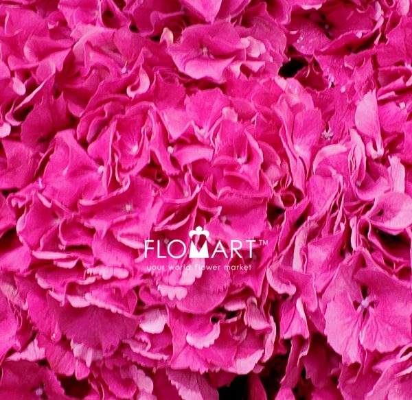 Hydrangea Masja Pink