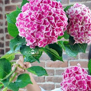 Hydrangea My Beautiful Rio