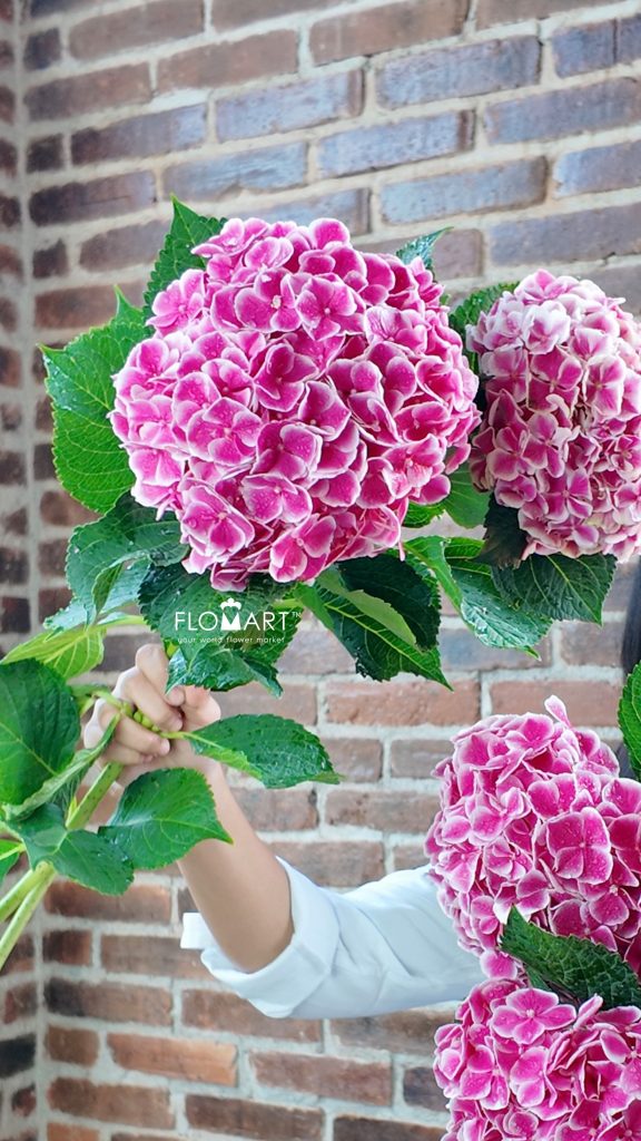 Hydrangea My Beautiful Rio