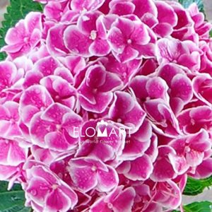 Hydrangea My Beautiful Rio - Image 2