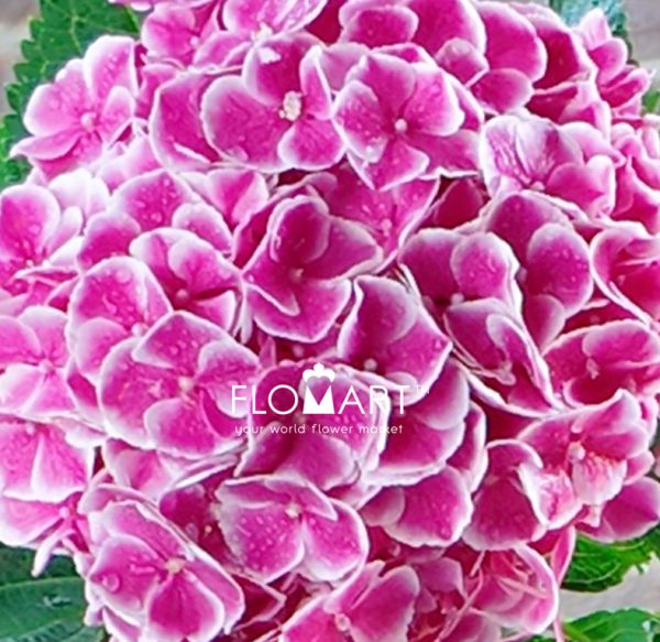 Hydrangea My Beautiful Rio