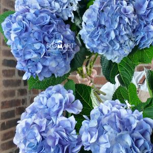 Hydrangea My Beautiful Vienna