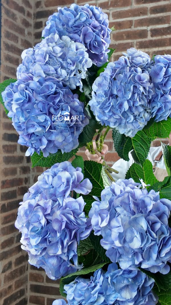 Hydrangea My Beautiful Vienna