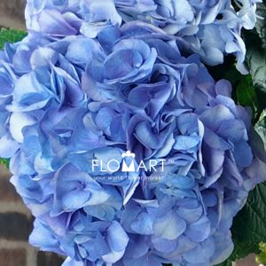 Hydrangea My Beautiful Vienna - Image 2